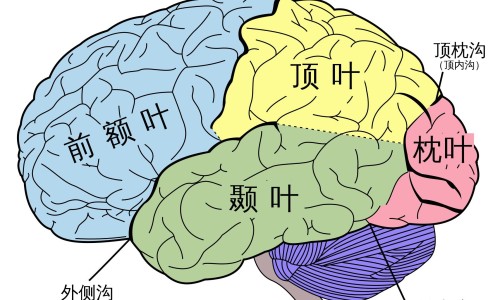 艾滋病病人容易感冒吗-hiv病人经常感冒吗网 - 网站提供艾滋病病人容易感冒吗小常识、hiv病人经常感冒吗会传染吗